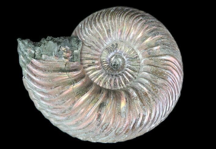Iridescent Ammonite (Quenstedticeras) Fossil With Pyrite #78519